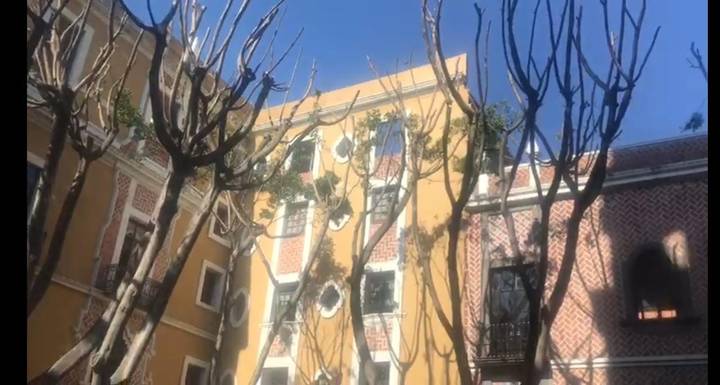 Podan y dejan pelones árboles de la Plaza de la Democracia