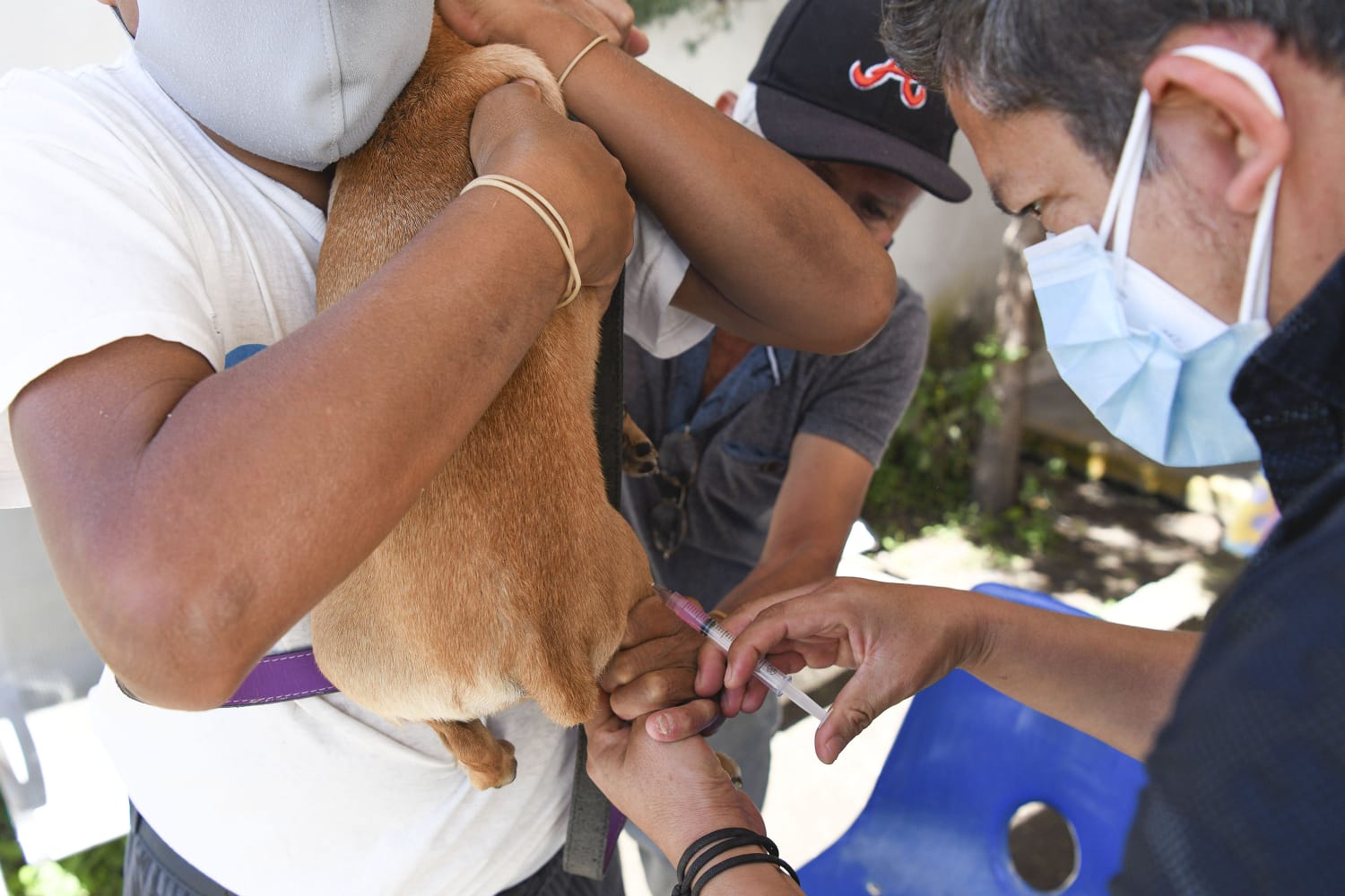 Puebla con 23 años sin rabia humana y 13 años sin la enfermedad en perros y gatos