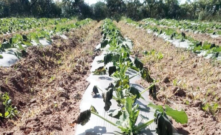 Atiende gobierno de Puebla afectaciones por helada