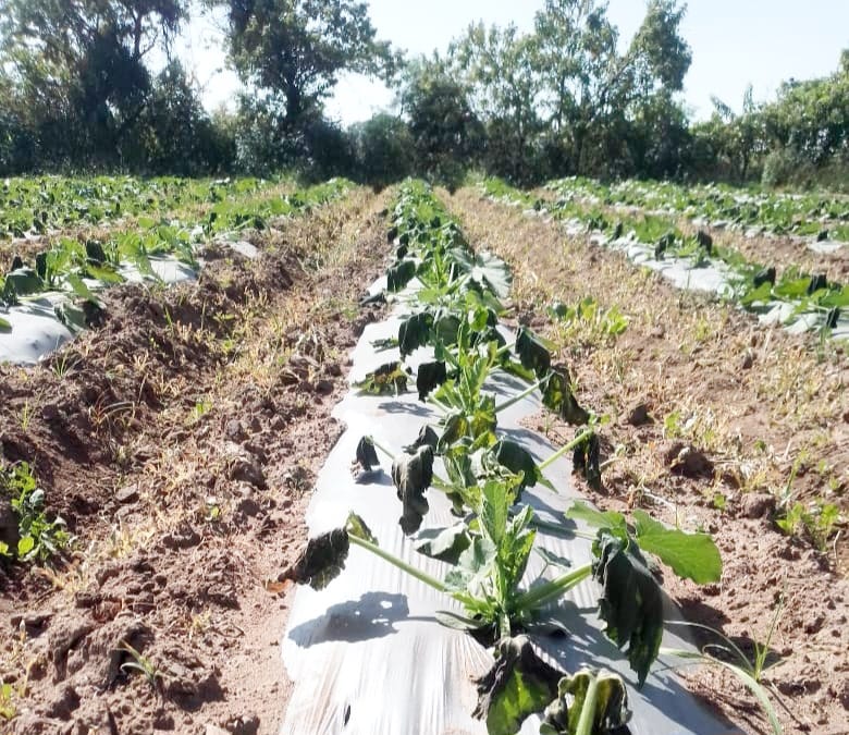 Atiende gobierno de Puebla afectaciones por helada
