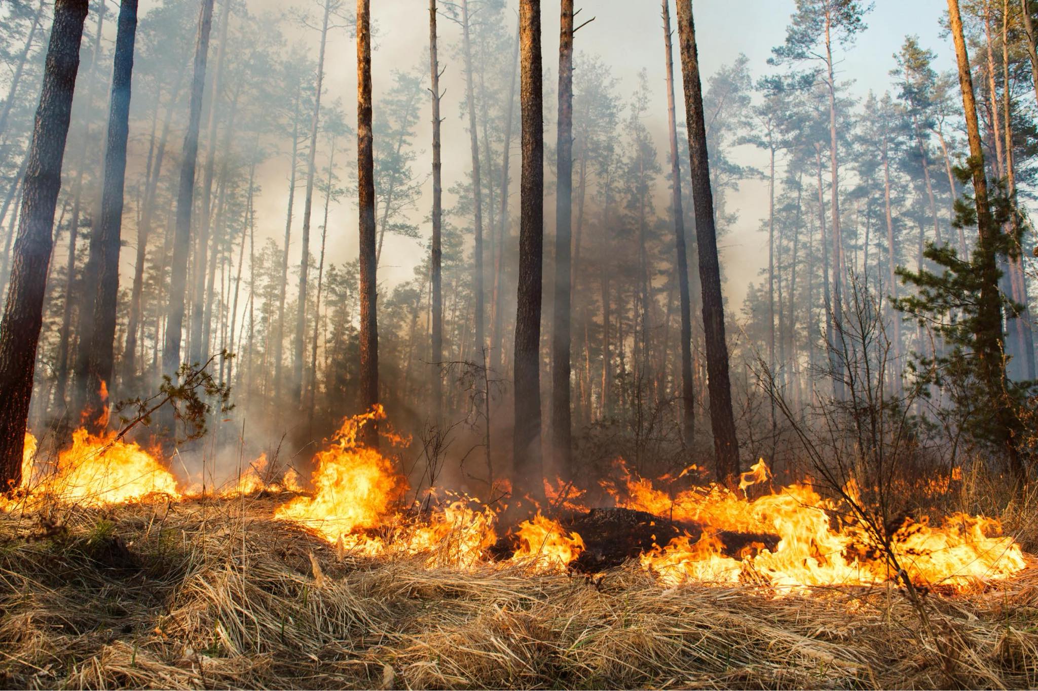 Incendios forestales, podrían influir en el corto plazo en la calidad del aire