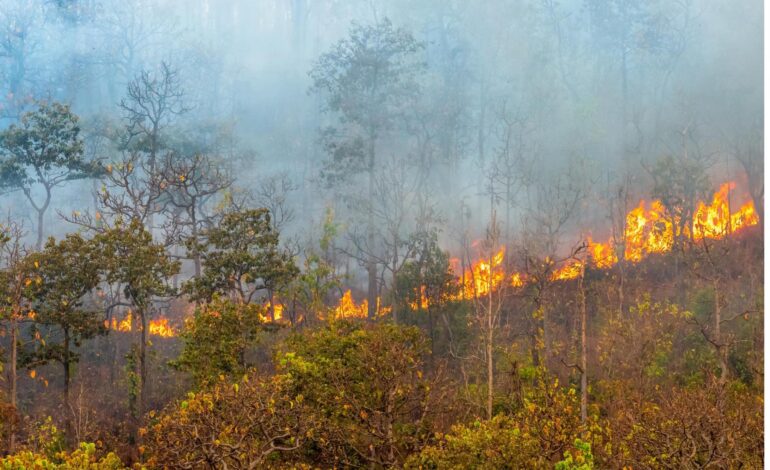 Brigadas Coyote lograron apagar 4 incendios forestales, 5 siguen activos