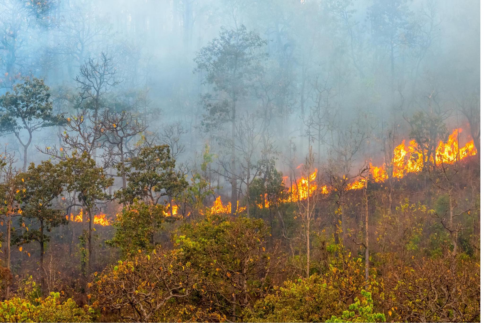 Brigadas Coyote lograron apagar 4 incendios forestales, 5 siguen activos