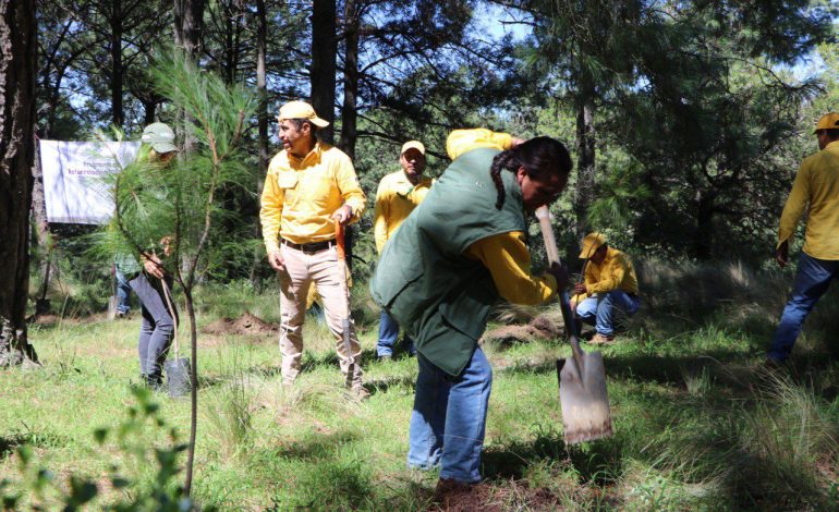 Destinará gobierno estatal 300 mil plantas a la Mixteca para reforestación