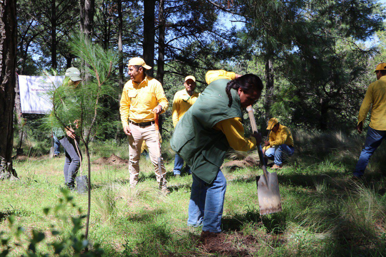 Destinará gobierno estatal 300 mil plantas a la Mixteca para reforestación
