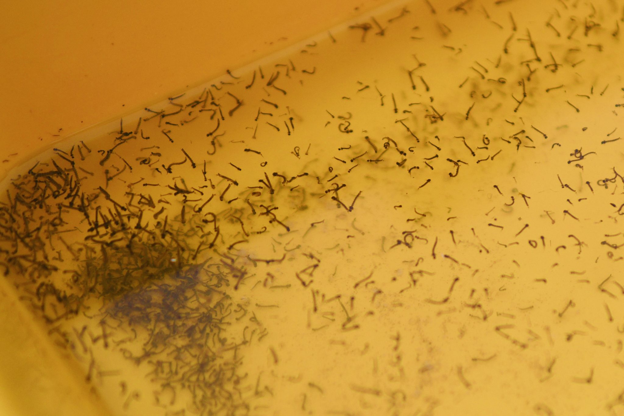 Reporta Salud 11 contagios por dengue en últimas 24 horas