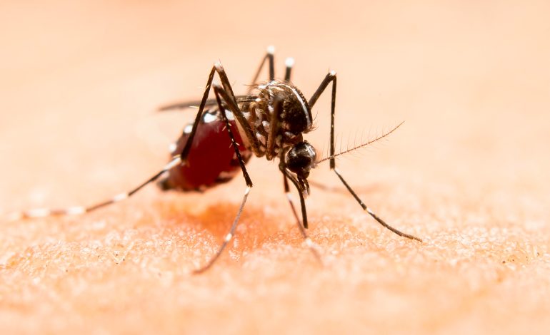 Sin nuevos contagios por dengue en las últimas 24 horas: Salud