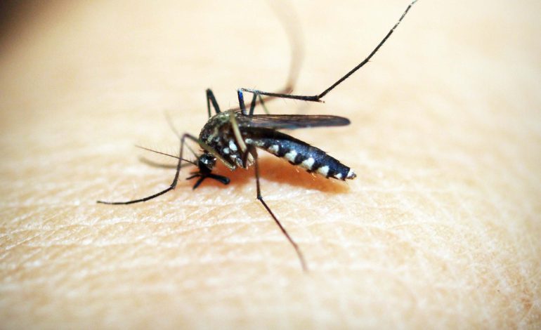 Con casos de dengue, 75 municipios de Puebla: Salud