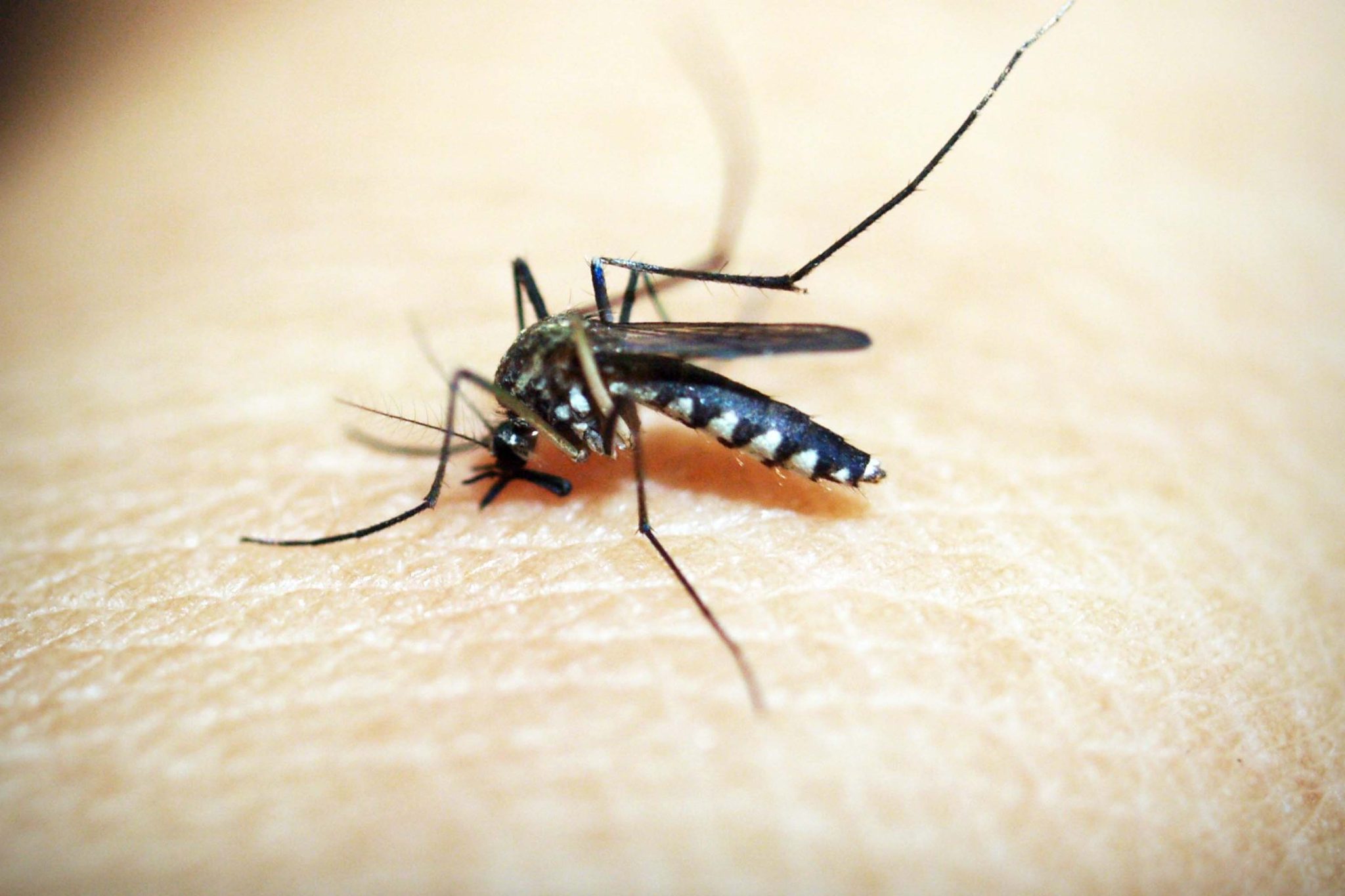 Con casos de dengue, 75 municipios de Puebla: Salud