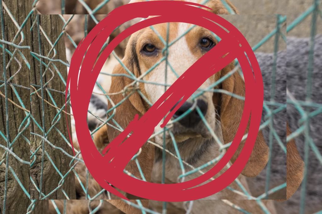 Bienestar Animal informa sobre el caso de maltrato de perros en el Infonavit La Rosa