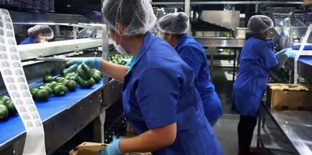 Los aranceles de Donald Trump paralizan la industria del aguacate en México