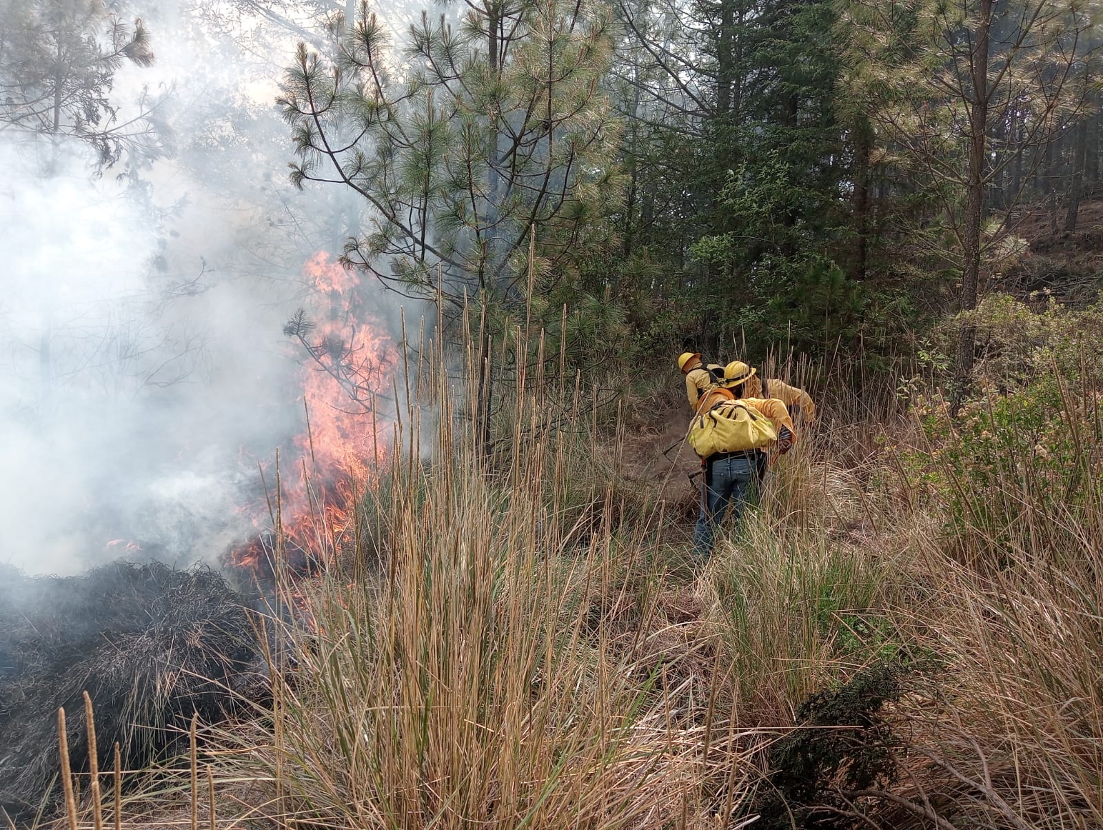 Extinguen incendio forestal en Tlachichuca; mantienen vigilancia preventiva