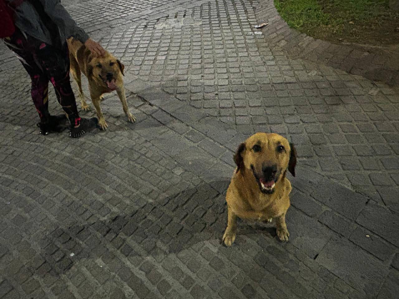 En Puebla se protege a animales en situación de calle y se combate el maltrato en Puebla