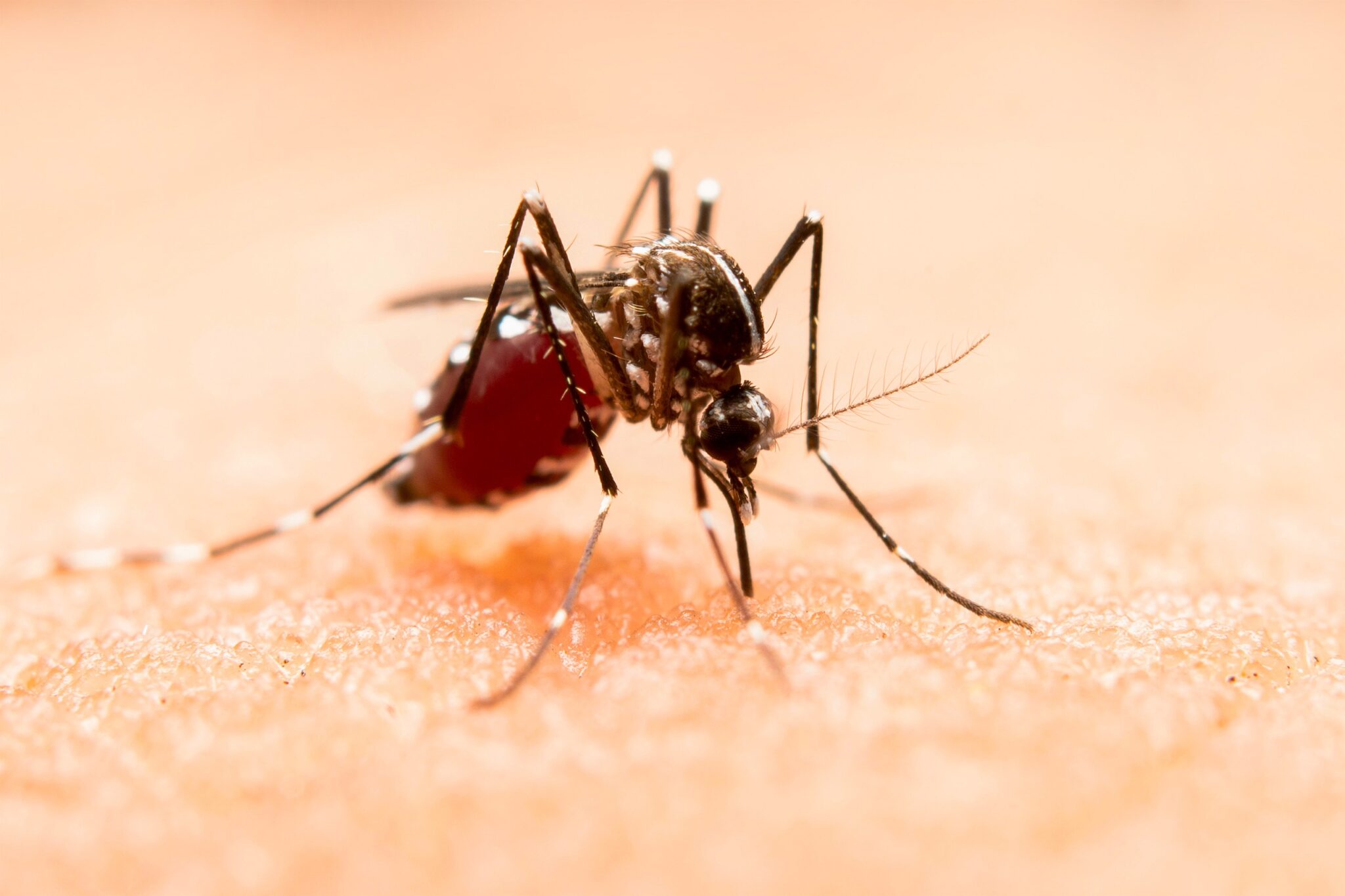 Puebla registra 172 casos de dengue y llama a la población a acudir al médico ante síntomas
