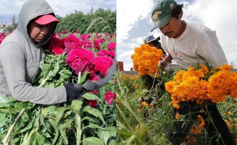 Puebla florece como líder nacional en producción de cempasúchil y terciopelo