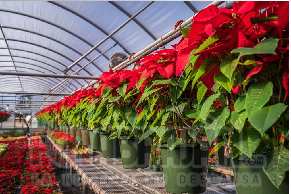 Gobierno de Puebla impulsa producción de nochebuena como motor económico y turístico