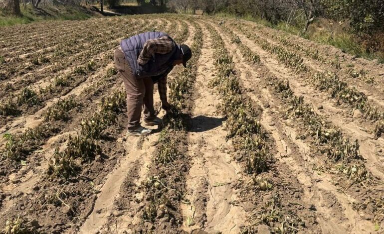 Puebla activa fondo millonario para apoyar al campo tras daños por heladas