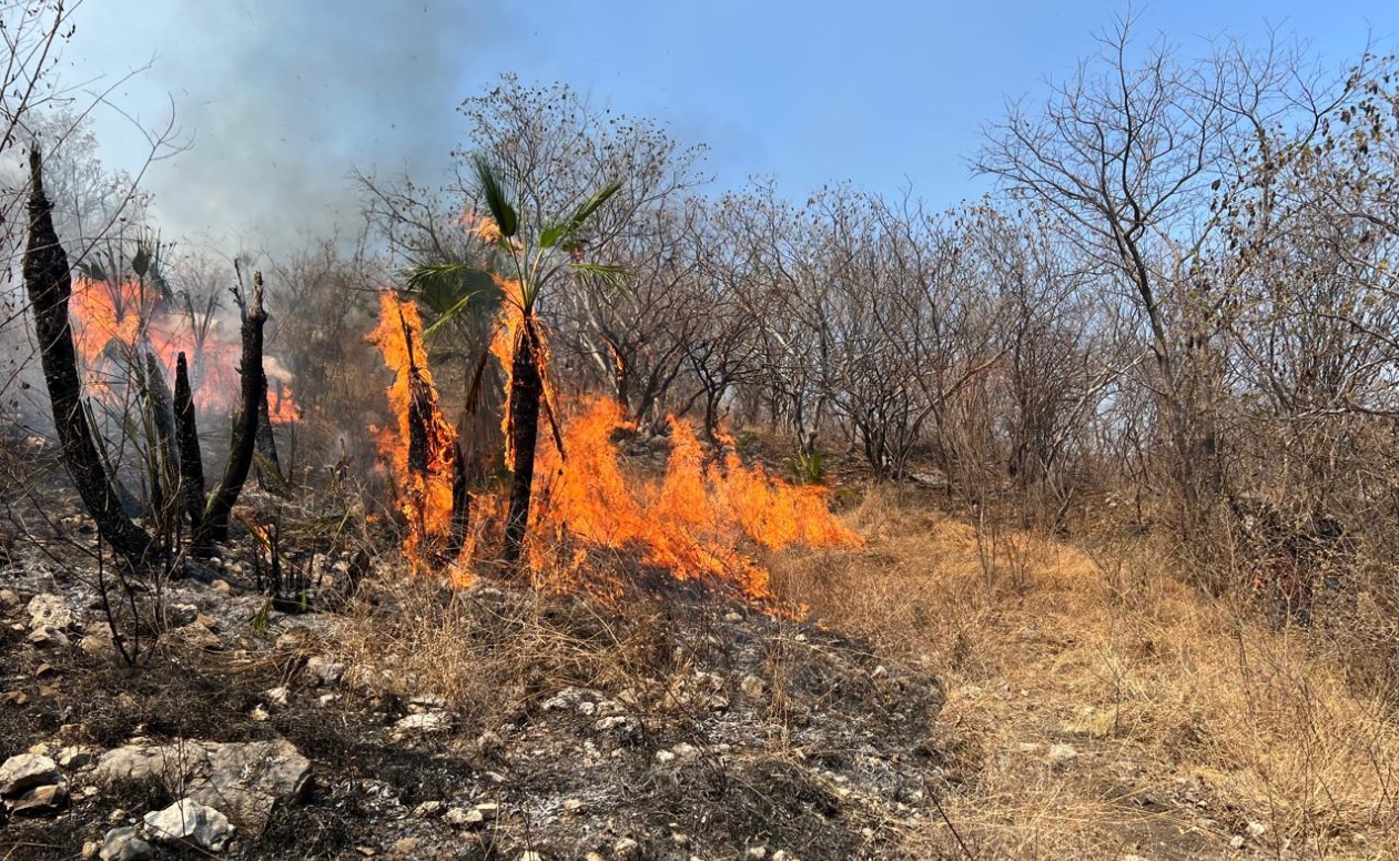 Sofocan al 100% incendio forestal en el Cerro Tecoma, en Jolalpan