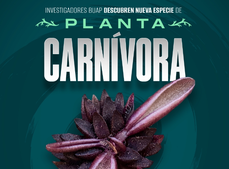 BUAP descubre nueva planta carnívora única en México