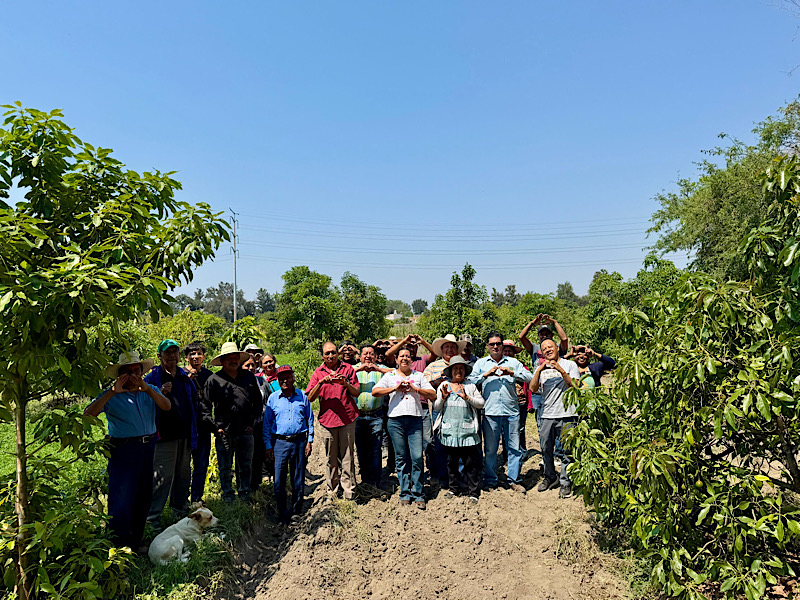 Impulsan producción de aguacate poblano