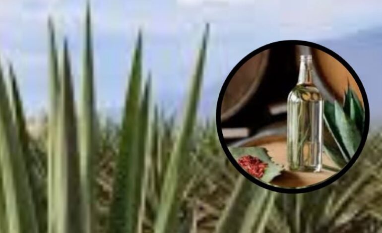 Mezcaleros de Puebla logran avance histórico con denominación de origen
