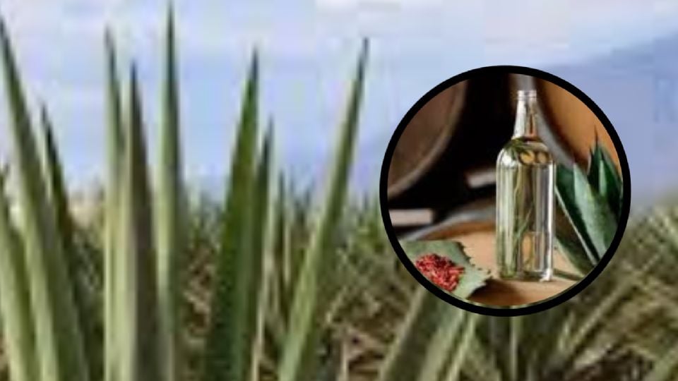 Mezcaleros de Puebla logran avance histórico con denominación de origen