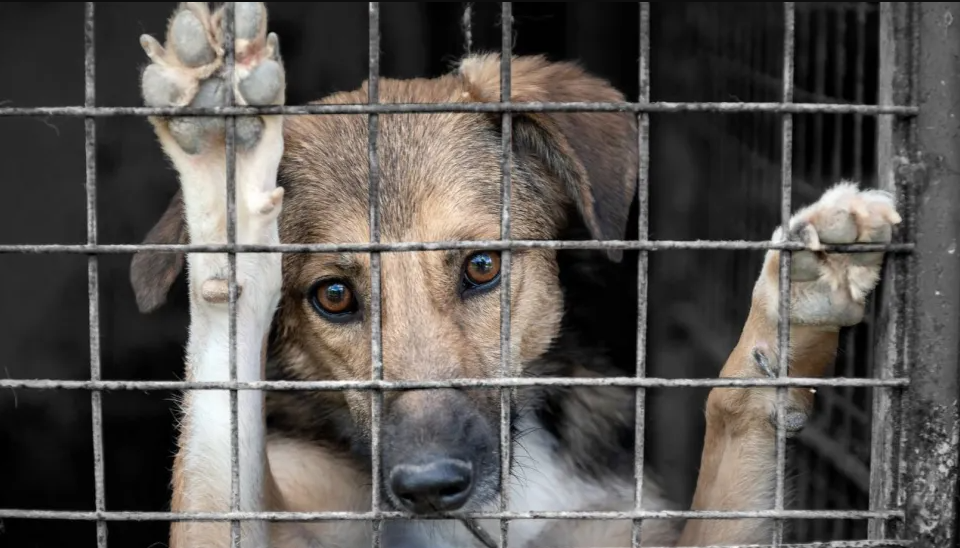 SEDIF denuncia agresión armada contra perros y exige castigo a responsables