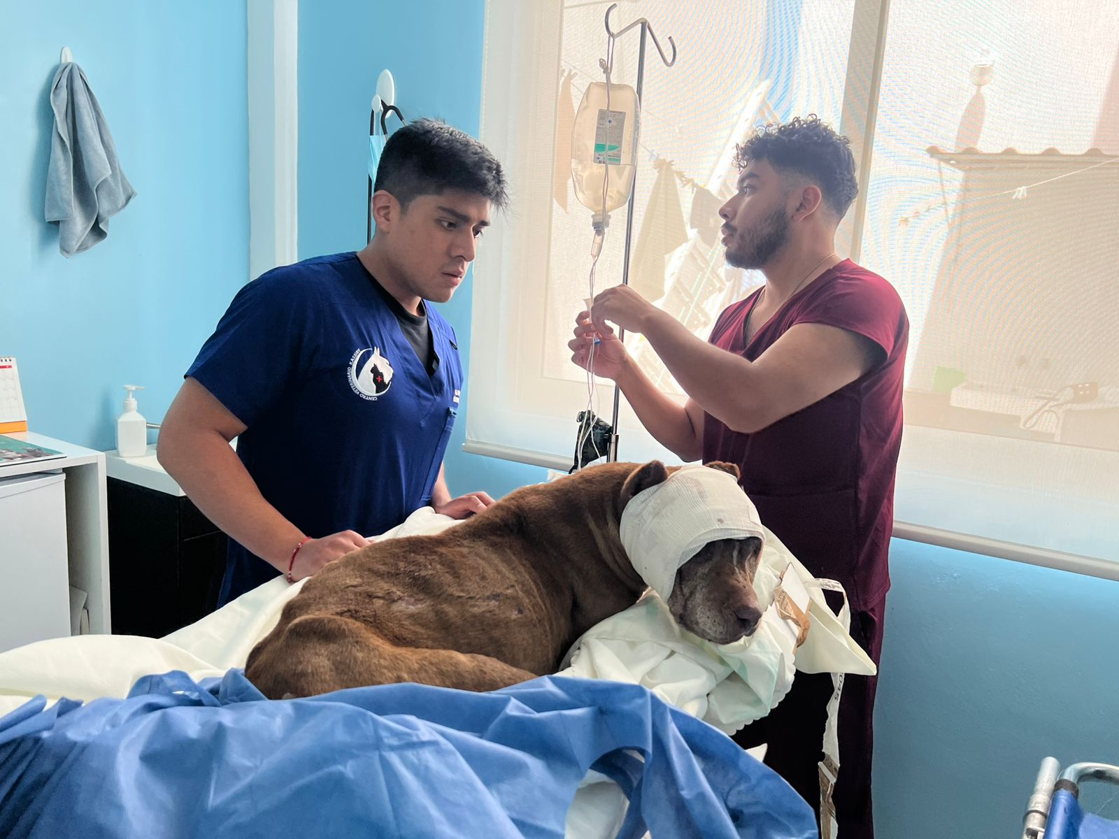 SEDIF denuncia presunto caso de maltrato animal en Puebla
