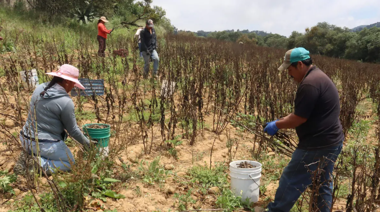 Campo poblano gana trabajadores pero pierde 144 mil hectáreas de cultivo en tres años