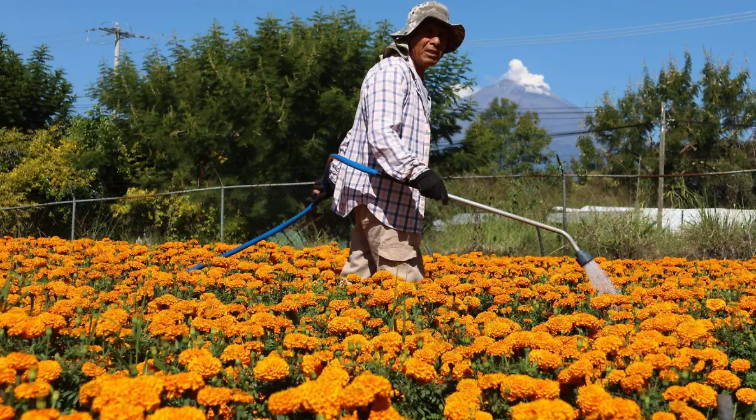 Cambio climático eleva hasta 50% los costos de producción y venta del cempasúchil en Atlixco
