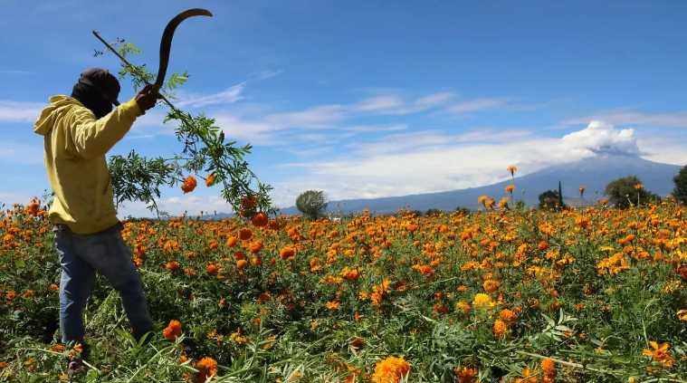 Sube hasta 43% el precio del rollo de cempasúchil en Atlixco por afectaciones climáticas